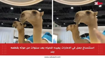 استنساخ جمل في الإمارات يعيده للحياة بعد سنوات من موته بقطعة جلد